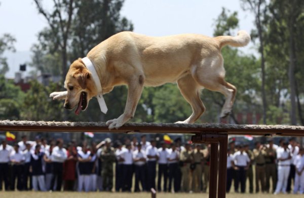 An Indian army dog walks a metal beam during an event at the Army School in nagrota, about 17 kilometers from Jammu, India, Tuesday, April 26, 2011. (AP Photo/Channi Anand)
