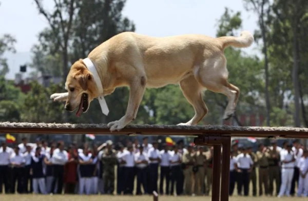 How Dogs are an Important Part of The Indian Army