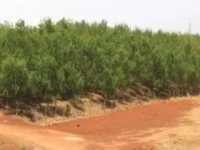 CRPF's Cobra Unit Thwarts Devastating Maoist Plot with Massive Explosives Haul in Chhattisgarh's Bijapur