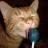 Iluv_Gingerale